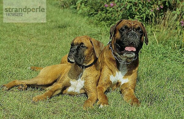 Zwei 2 Boxer  3 Jahre  Boxer  5 Mon. FCI  Standard Nr. 144