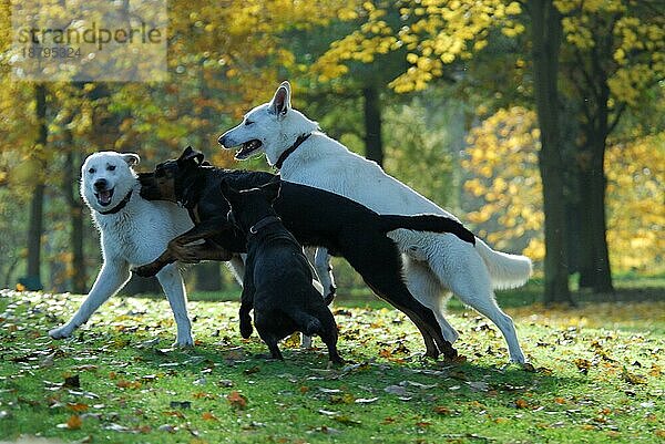 Zwei Weiße Schweizer Schäferhunde (canis lupus familiaris) (Berger Blanc Suisse) und schwarze Mischlingshunde spielen zusammen  FCI-Standard Nr. 347 (vorläufig)  two White Swiss Shepherd Dogs and black mixed breed dogs play together