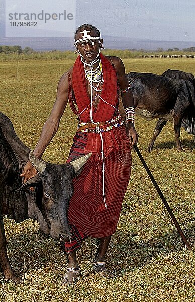 Massai  Maasai  Maassai oder Masai  Massai mit Rind  Viehzucht  Kenia  Ostafrika  Maassai or Masai  Massai with bovine animal  cattle breeding  Kenya  East Africa  Afrika