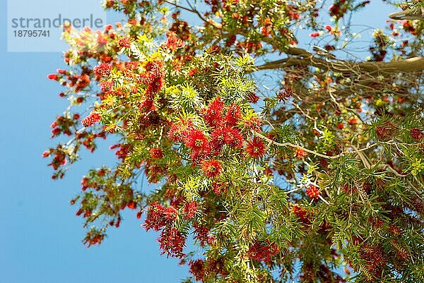 Low angle shot von der schönen roten Blüte am Baum im Frühling auf Kreta. Der schöne Baum befindet sich in dem kleinen Touristenort Pitsidia. Ein Dorf im Süden von Kreta