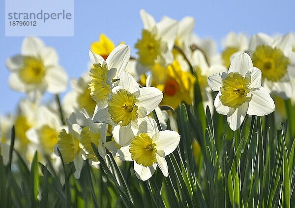 Narzissen blühend im Frühling in der Wiese  Gelbe Narzisse  Osterglocke  Osterglöckchen  Falscher Narzissus (Narcissus pseudonarcissus)  Trompeten-Narzisse  Märzenbecher