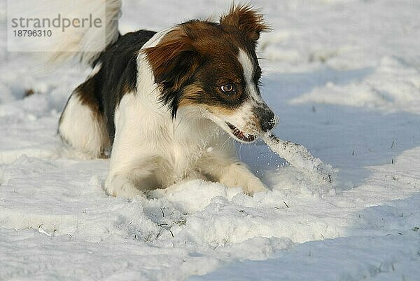 Kromfohrländer  Rüde  Schnee  spielen  Stock  Spaß  Freude  Winter  snowy  dog  dogs  hound  Terrier  Hunde (canis lupus familiaris)  domestic animals  pets  Haustiere