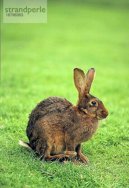 Hasenkaninchen