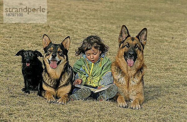 Kleines Mädchen mit Mischlingshunden und Schäferhunden  small girl with hybrid dogs and sheepdogs