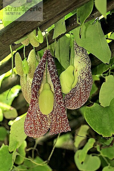 Pfeifenblume (Aristolochia)  Pelikanblume Giant Pelican Flower  Dutchman`s pipe grandiflora Blüte bloom Vorkommen: Mittelamerikanische Inseln Westindien Karibik Carib West indian Islands