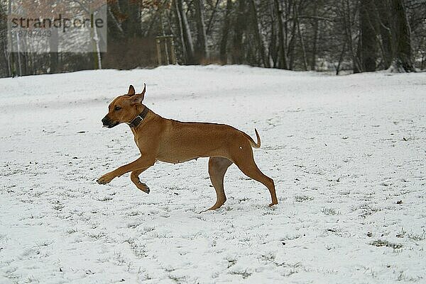 Rhodesian Ridgeback  Hündin  Hund  laufen  running  spielen  Schnee  Winter  verschneit  snowy  Spaß  Freude  Bewegung  motion  action  springen  dog  dogs  hound  Hunde (canis lupus familiaris)  domestic animals  pets  Haustiere