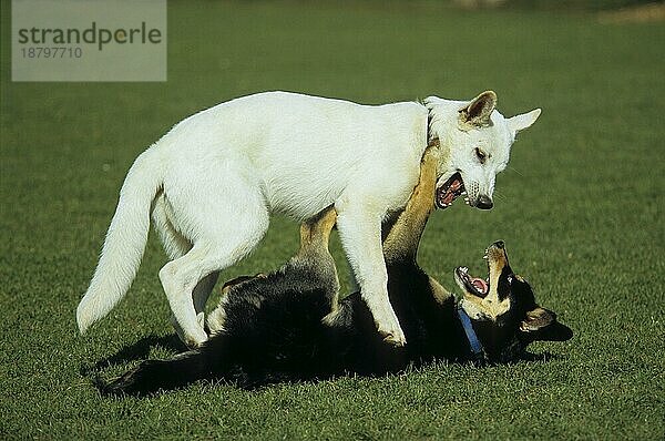 Weißer Schäferhund + Husky Mischling