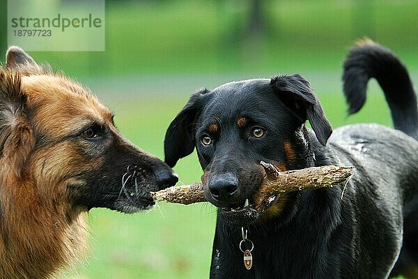 Deutscher Schäferhund (canis lupus familiaris) und schwarzer Mischlingshund spielen zusammen mit einem Stöckchen  German Shepherd Dog and a black mixed breed dog play together with a stick