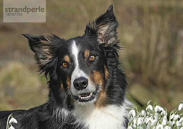 Border Collie liegt zwischen Schneeglöckchen. Porträt Aufnahme  Kopfaufnahme  FCI  Standard Nr. 297