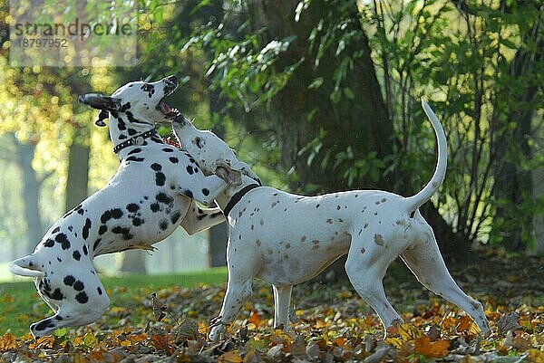 2  zwei Dalmatiner beim Spielen  FCI-Standard Nr. 153  6. 3  und einer Fehlfabe lemon  two dalmatians playing