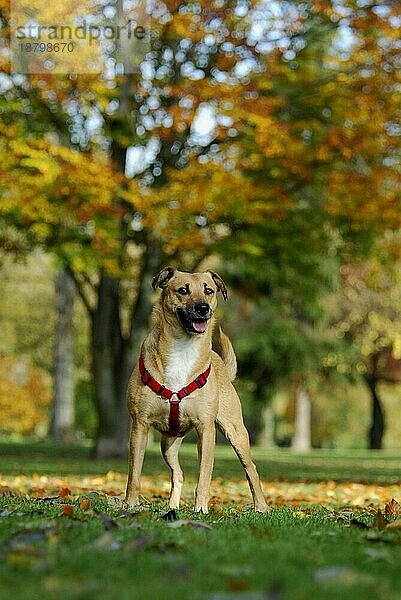 Mischlingshund (canis lupus familiaris) steht auf einer Wiese vor Bäumen mit bunter Laubfärbung  mixed breed dog in front of trees with autumnal colors