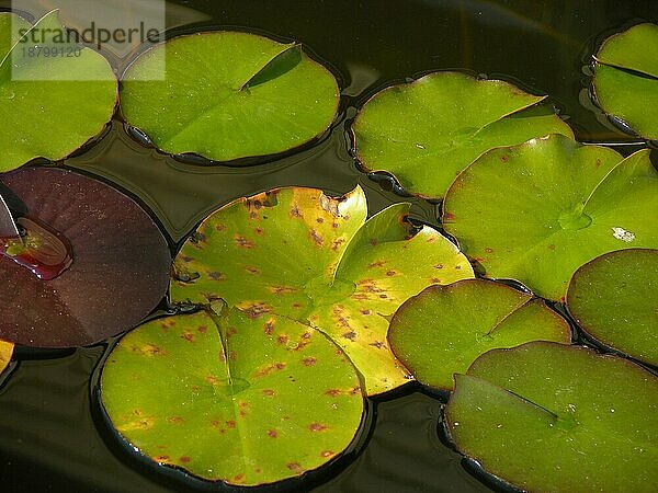 Seerosenblätter (Nymphaea)