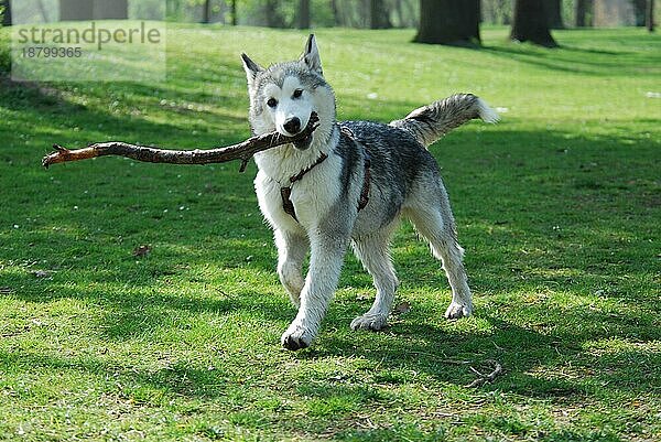 Junger Alaskan Malamute  4  5 Monate alt  Hündin  läuft mit einem Stock im Maul über eine Wiese  FCI-Standard Nr. 243  young Alaskan Malamute  5 months old  female  running with a stick in the mouth across a meadow (canis lupus familiaris)