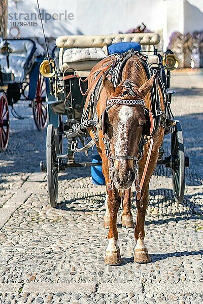 Ronda  Málaga  Spanien Vorderansicht eines braunen Pferdes  das einen Wagen für die Touristenfahrt zieht