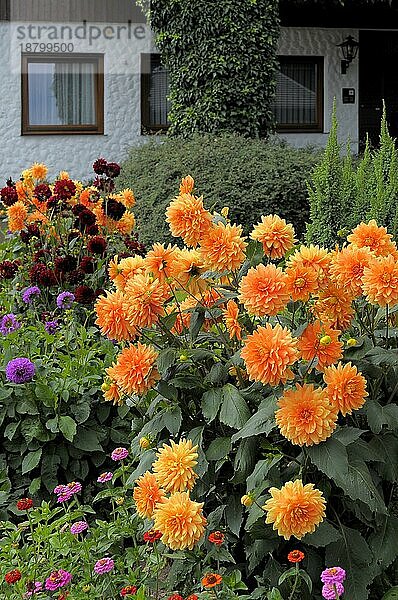 Baden-Württemberg  Schwarzwald Haus mit Blumengarten im Sommer  verschiedene Sommerblumen im Garten  Dahlien blühend