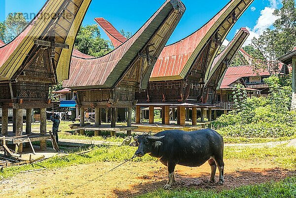 Ein Toraja Dorf besteht aus zwei parallelen Reihen von Häusern  Tongkonan werden üblicherweise in Nord Süd Richtung gebaut. In der ursprünglichen Toraja Gesellschaft hatten nur Adlige das Recht  tongkonan zu bauen. Die einfachen Leute leben in kleineren und weniger dekorierten Häusern  den banua