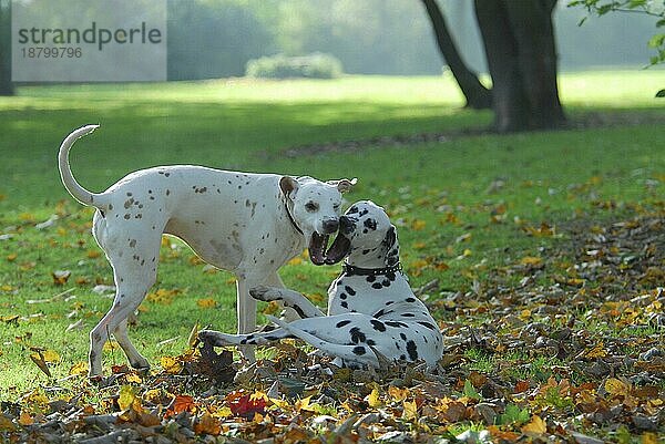 2  zwei Dalmatiner beim Spielen  FCI-Standard Nr. 153  6. 3  und einer Fehlfabe lemon  two dalmatians playing