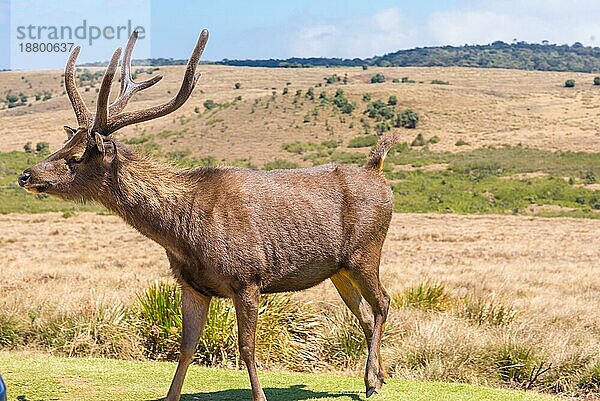 Große Herden von Sambarhirschen durchstreifen den Horton Plains National Park  wo er das häufigste große Säugetier ist