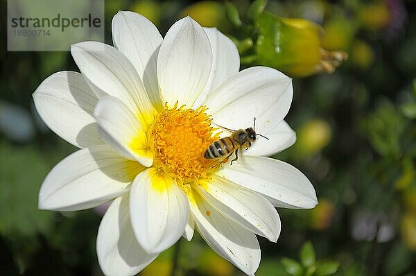 Einfach blühende Dahlie im Garten mit Biene  weiße Dahlie