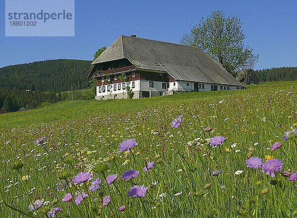 Schwarzwaldhof in Blumenwiese bei Hinterzarten  Hochschwarzwald  BRD