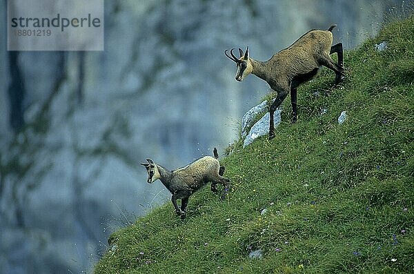 Zwei 2 Gemsen auf Gebirgsabhang  Gämse (Rupicapra rupicapra) Gemse