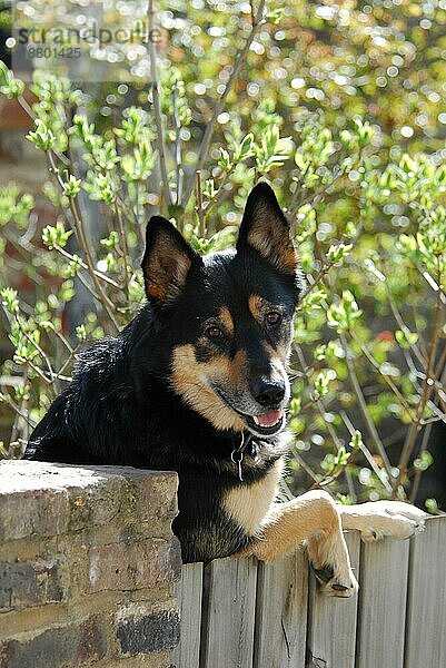 Deutscher Schäferhund (canis lupus familiaris) Mischling  lehnt sich über einen Zaun  German shepherd mixed breed  leaning on a fence