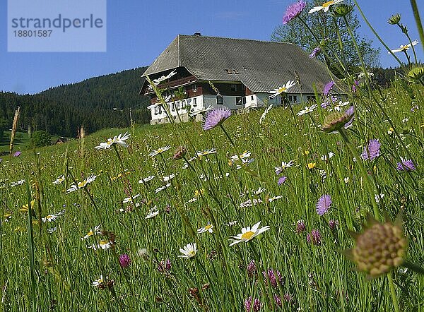 Schwarzwaldhof in Blumenwiese bei Hinterzarten  Hochschwarzwald  BRD