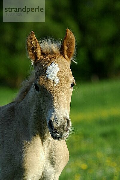 Haflinger Fohlen  3 Tage alt  Hengst  Porträt (Equus przewalskii) caballus  Haflinger horse  3 days old  colt  portait