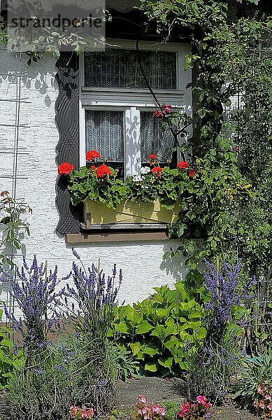 Nord  Schwarzwald Bauerngarten mit Blumen  Baden  Württemberg  Schwarzwald