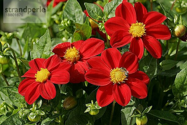 Einfache Dahlie (Dahlia cultivar) Sorte Rotkäppchen  Blüten  Deutschland  Europa