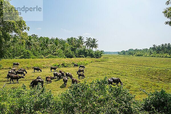 Herde asiatischer Hauswasserbüffel in der Nähe des Dorfes Weeraketiya in der Südprovinz Sri Lankas. Meistens handelt es sich um Kreuzungen oder Rassen aus Murrah und Nili Ravi Büffeln. Hauptsächlich für die Milchwirtschaft