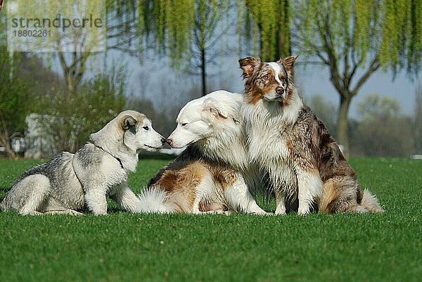 Junger Alaskan Malamute  Welpe  und zwei Australian Shepherds  red-merle  sitzen nebeneinander auf einer Wiese  FCI-Standard Nr. 243 und Nr. 342  young Alaskan Malamute  puppy  and two Australian Shepherds  side by side in a meadow (canis lupus familiaris)