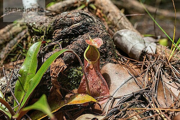 Die kleine fleischfressende Pflanze in der Mitte des Weges im Bako Nationalpark ist Teil der reichen Artenvielfalt in den verschiedenen Vegetationszonen des Parks  der im malaysischen Bundesstaat Sarawak auf Borneo liegt