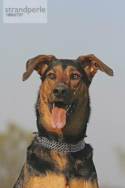 Dobermann-Schäferhund Mischling Porträt  Kopfaufnahme. Im Hintergrund blaür Himmel