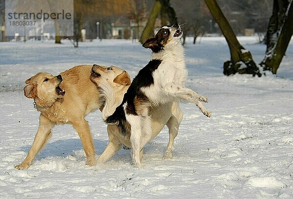 Golden Retriever  Labrador  Kromfohrländer  Hunde (canis lupus familiaris)  Terrier  spielen  Schnee  Winter  verschneit  snowy  Spaß  Freude  Bewegung  running  motion  action  springen  hüpfen  dog  dogs  hound  domestic animals  pets  Haustiere