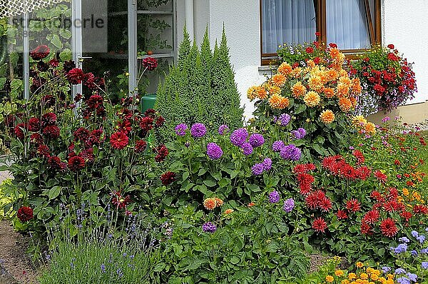 Baden-Württemberg  Schwarzwald Haus mit Blumengarten im Sommer  verschiedene Sommerblumen im Garten  Dahlien blühend