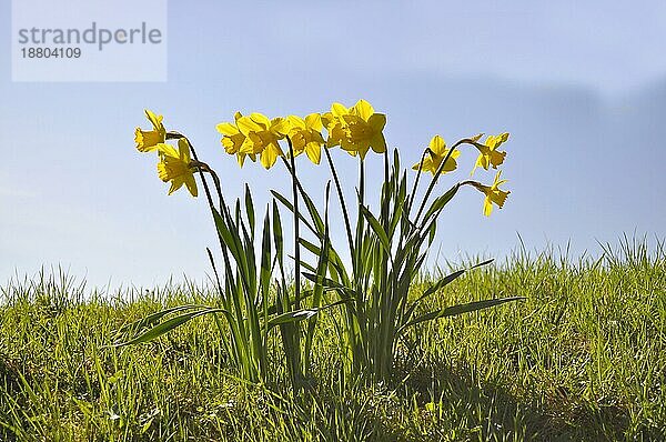 Narzissen blühend im Frühling in der Wiese  Gelbe Narzisse  Osterglocke  Osterglöckchen  Falscher Narzissus (Narcissus pseudonarcissus)  Trompeten-Narzisse  Märzenbecher