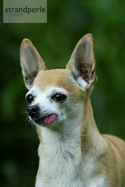 Chihuahua  Kurzhaar  Porträt  FCI-Standard Nr. 218  smooth-coated  portrait (canis lupus familiaris)