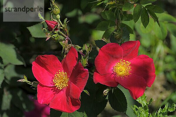Einfach blühende rote Rose  Rosengarten in Oberderdingen