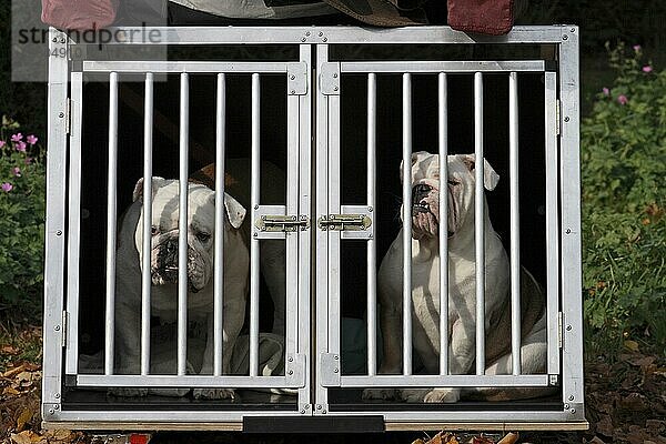 2 Englische Bulldoggen im Hundetransportkäfig