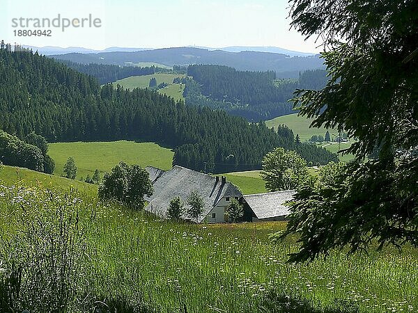 Landschaft bei Titisee  Waldau mit Hof  Schwarzwald  Baden-Württemberg  Deutschland  Europa