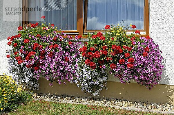 Baden-Württemberg  Schwarzwald Haus mit Blumengarten im Sommer  verschiedene Sommerblumen im Garten  Petunien und Geranien am Fenster außen