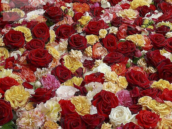 Auf Rosen gebettet Bett mit Rosenblüten bepflanzt  Rosenbett  Rosenbeet