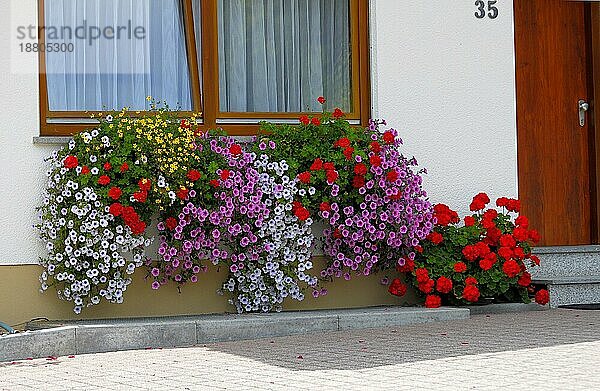 Baden-Württemberg  Schwarzwald Haus mit Blumengarten im Sommer  verschiedene Sommerblumen im Garten  Petunien und Geranien am Fenster außen