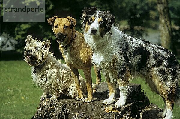 Cairn Terrier  Mischling + Australian Shepherd