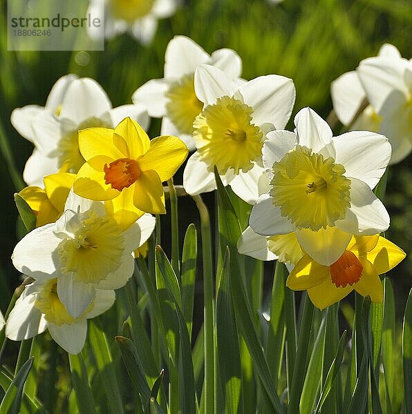 Narzissen blühend im Frühling in der Wiese  Gelbe Narzisse  Osterglocke  Osterglöckchen  Falscher Narzissus (Narcissus pseudonarcissus)  Trompeten-Narzisse  Märzenbecher