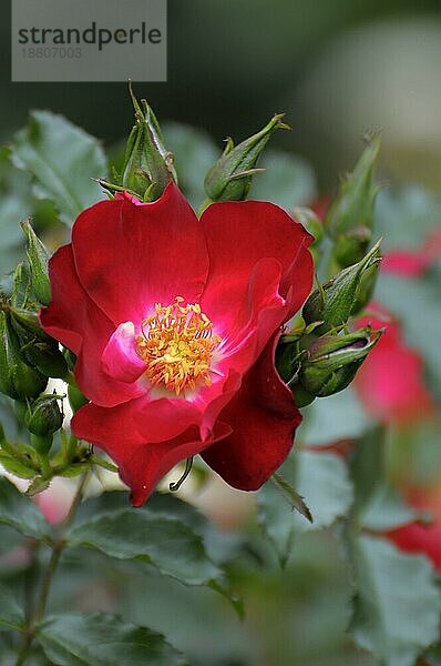 Rote einfach blühende Rose im Garten