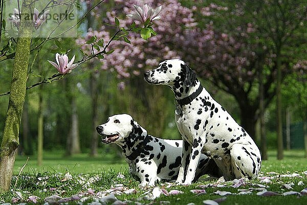 2  zwei Dalmatiner auf einer Wiese mit Magnolienblüten  FCI-Standard Nr. 153  6. 3  two dalmatian in a meadow with blossoms of magnolia