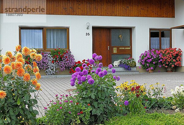 Baden-Württemberg  Schwarzwald Haus mit Blumengarten im Sommer  verschiedene Sommerblumen im Garten  Dahlien blühend  Petunien und Geranien am Fenster außen