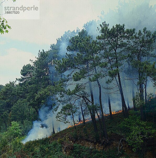 Waldbrand im Westen Madeiras  der hier häufig vorkommt  Madeira  Portugal  Europa